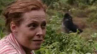 Gorillák a ködben előzetes
