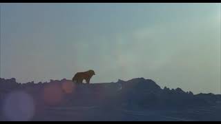 Antarctica előzetes