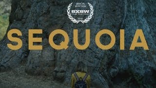 Sequoia előzetes