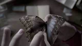 The Butterfly Room előzetes
