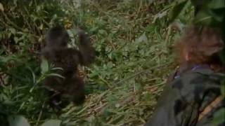 Gorillák a ködben előzetes